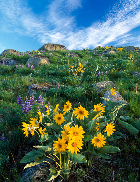 beartooth foothills flowers